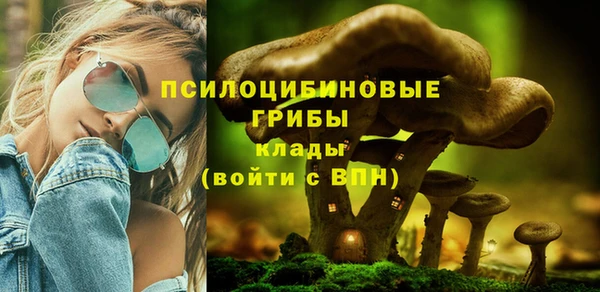 прущие грибы Дмитровск